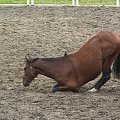 #koń #konie #śmieszne #joga
