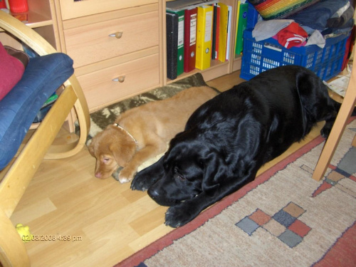 Fifi i Vasco razem #pies #psy #toller #labrador