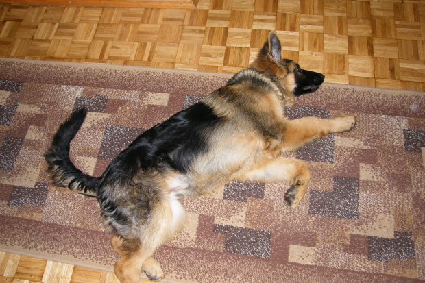 PRAWIE JAK PUMA(BARY) wiadomo kto zrobil :)