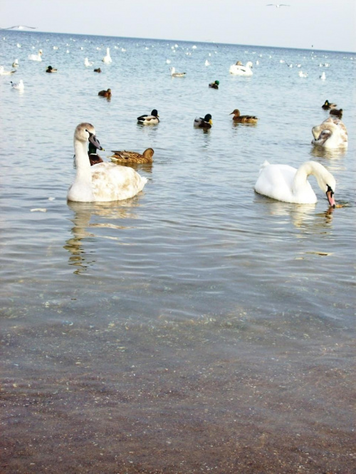 Plaża Brzeźno 10 Luty 2008