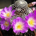 Mammillaria luethyi