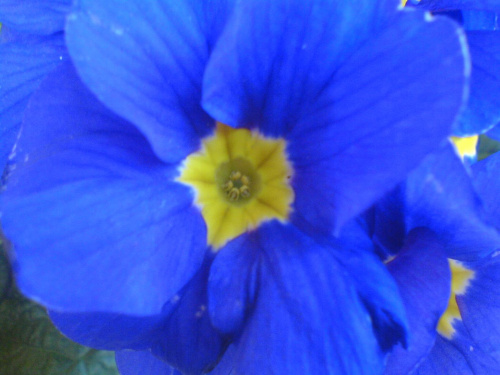 Piękny kwiatuszek, ale gdybym miał przy sobie Lumixa... ;) #kwiat #wiosna #kwiaty #niebieski #fioletowy