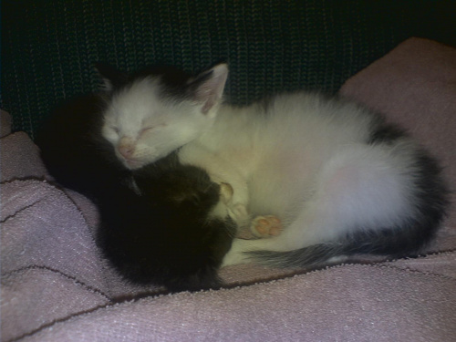 Mika i Filip słodko śpią #koty #KotyKulki
