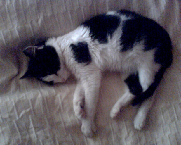 Gwizdek śpi #koty #KotyKulki