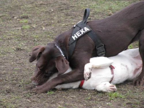 Hexa z Neską #Labrador