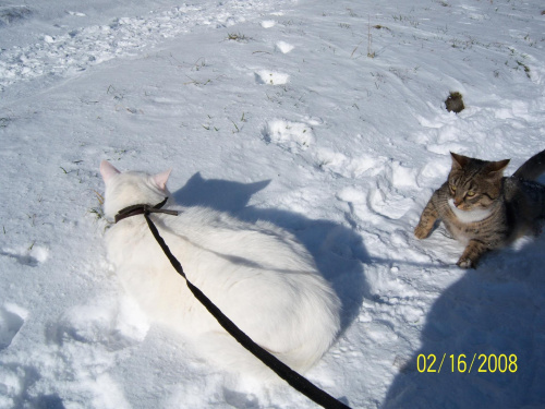 Spacer Aliego po śniegu :) #zwierzęta #koty