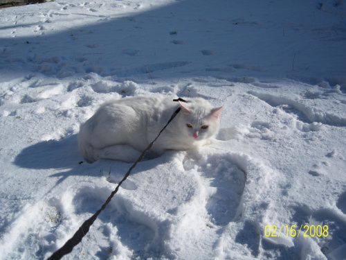 Spacerek Aliego po śniegu :) #zwierzęta #koty