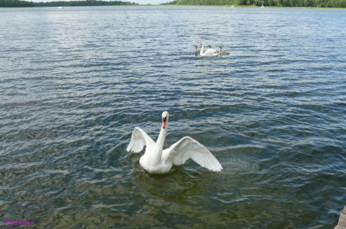 Binduga Młyńska - jezioro Seksty #BindugaMłyńska #JezioroSeksty #Mazury #Remes