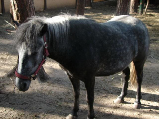 #koń #konie #natura #opole #turawa #zwierzęta