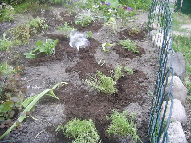 sadzonki od Agatki i Danuty na skalniaku koniec czerwca 2007