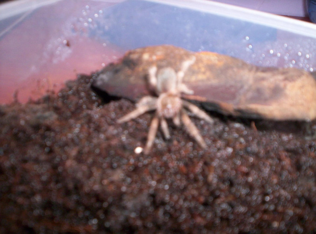 Brachypalme Smithi L5