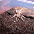 Brachypalme Smithi L5