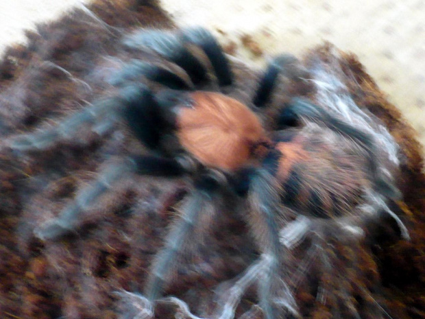 C. fasciatum