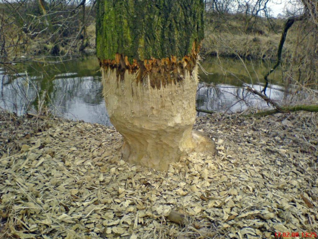 Efekt działania BOBRÓW w mojej okolicy #bóbr #dziura #natura