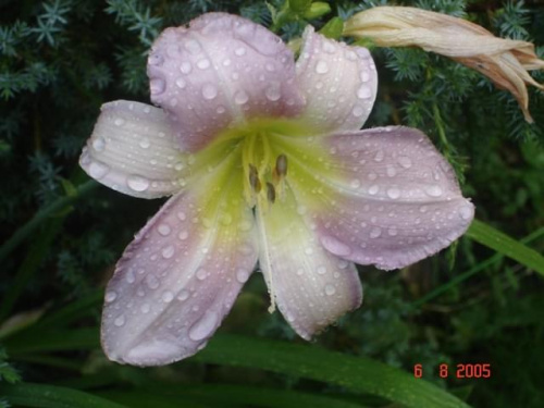 Kwiaty po ulewnym deszczuw Ogrodzie botanicznym w Goługiu ( Kaszuby). #Kwiaty #Natura