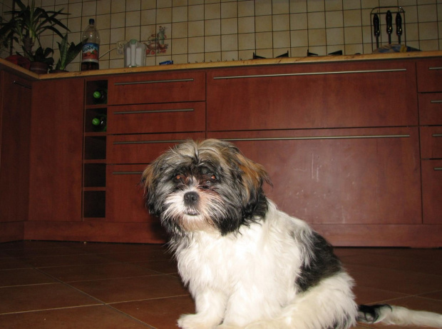 ....... brak słów #psy #zwierzęta #ShihTzu