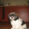 ....... brak słów #psy #zwierzęta #ShihTzu