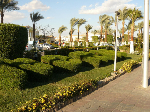 Tak jak już wspominałem - ogrodnictwo na bardzo wysokim poziomie. :) #egipt #sharm #sheikh #miasto #ogrody