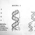 DNA