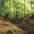 Rów w lesie, Duboćanji, Bosnja #las #rów #liście #drzewa