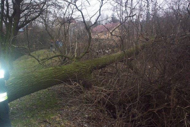 Przycinka drzew nad stawem salinarnym