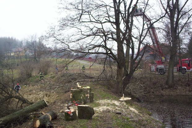 Przycinka drzew nad stawem salinarnym