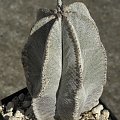 Astrophytum myriostigma var. columnare