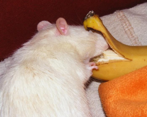 Oliver i banan :)