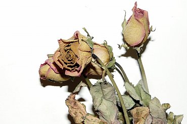 Rozyczki #kwiaty #roze #makro