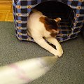 Mikusia bawi się sznureczkiem :) #kot #mikusia #zabawa #śmieszne #koty