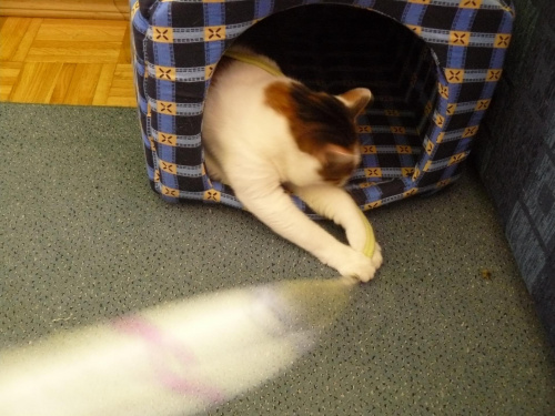 Mikusia bawi się sznureczkiem :) #kot #mikusia #zabawa #śmieszne #koty
