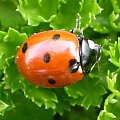 Biedronka siedmiokropka - Coccinella septempunctata . Data : 08.03.2008. Miejsce : ogródek . Miejscowość : Piaski Wielkopolskie .