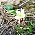 Biedronka na kwiatku. #biedronka #kwiatek #przyroda #natura #BiedronkaSiedmiokropka #CoccinellaSeptempunctata #makro #zbliżenie