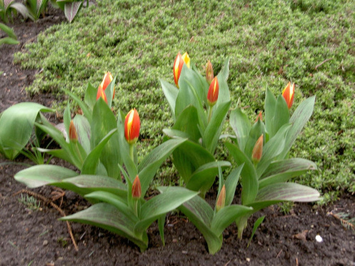 rozkwitają kolejne tulipanki