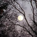 Pełnia księżyca #księżyc #niebo #przyroda #natura #drzewa