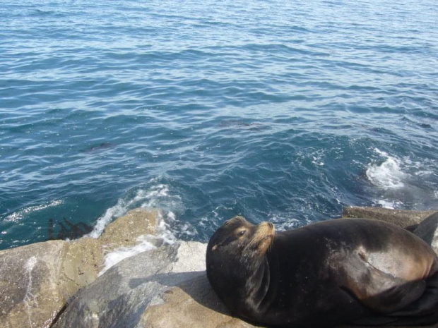 sealion in Monterey