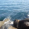 sealion in Monterey