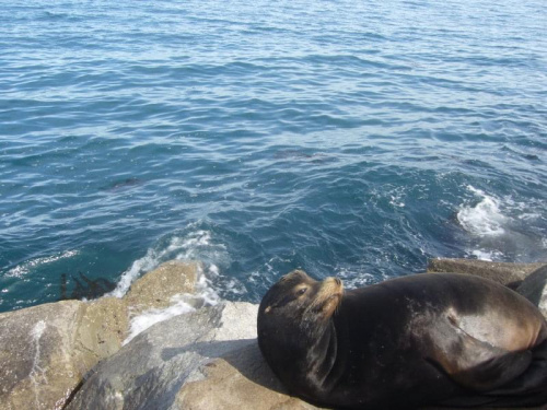 sealion in Monterey