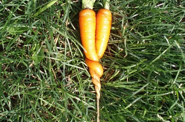 #marchewka #marchewki #warzywo #warzywa #zielony #pomarańczowy #nać #natka #trawa #para #połączenie