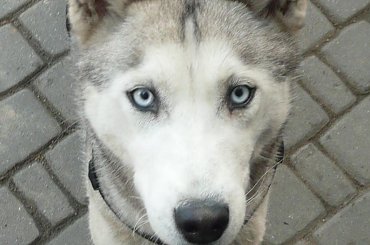 Mój pies 2 #syberian #husky #oczy #niebieskie #pies #mikołów