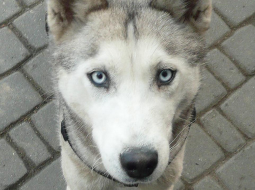 Mój pies 2 #syberian #husky #oczy #niebieskie #pies #mikołów
