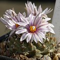 Turbinicarpus panarottoii