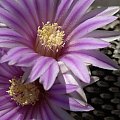 Turbinicarpus pseudopectinatus