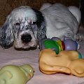 Noti i jego zabawki #pies #piesek #szczeniak #seter #SeterAngielski