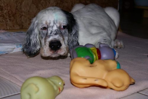Noti i jego zabawki #pies #piesek #szczeniak #seter #SeterAngielski