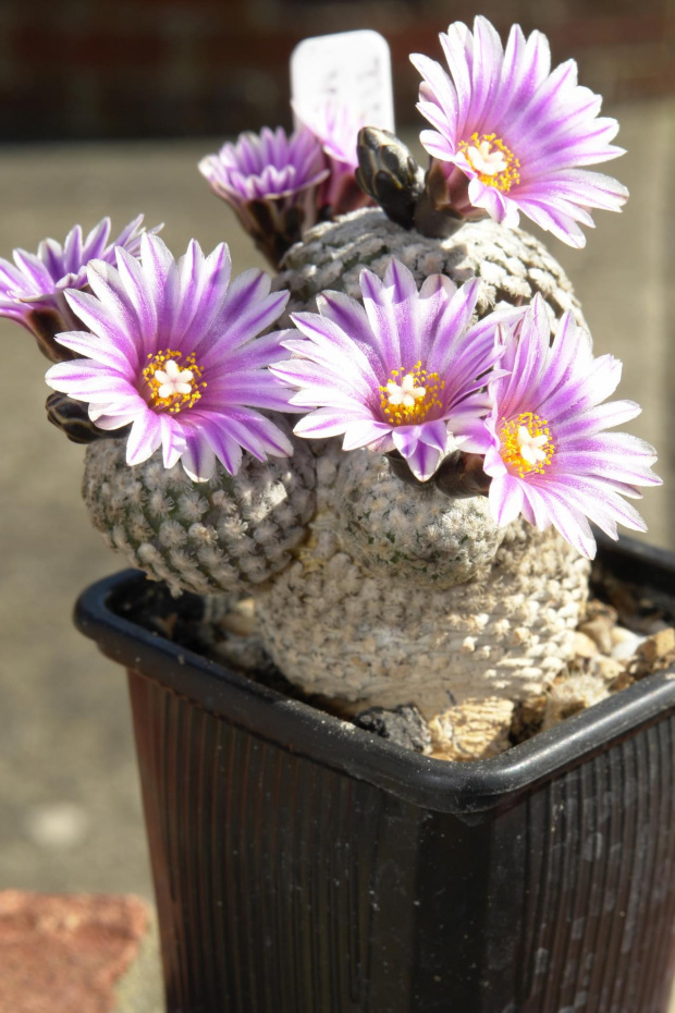 Turbinicarpus valdezianus