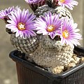 Turbinicarpus valdezianus