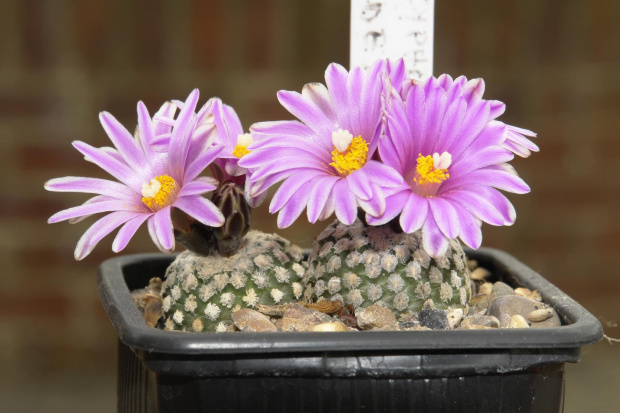 Turbinicarpus valdezianus