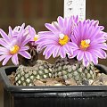 Turbinicarpus valdezianus