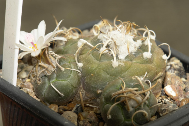 TURBINICARPUS KLINKERIANUS